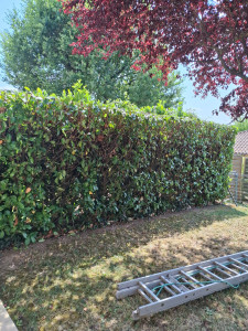 Photo de galerie - Taille de haie