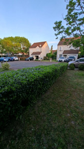 Photo de galerie - Taille de haies et d'arbustes