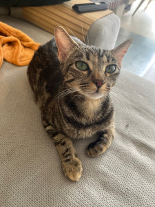 Photo de galerie - Yuki que j’ai eu l’occasion de garder pendant 5 jours 