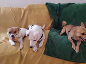 Photo de galerie - Le trio ??? garde de Ariah, Toffee et Pepeer! 