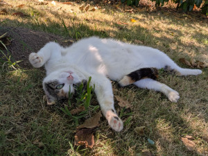 Photo de galerie - Garde chat