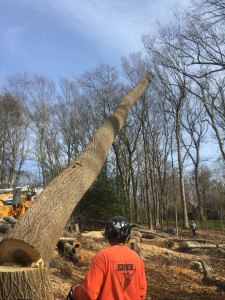 Photo de galerie - élagage d’un arbre d’un mètre de diamètre 