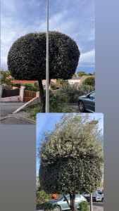 Photo de galerie - Taille de formation d’un chêne vert, incluant un lampadaire 