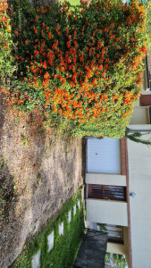 Photo de galerie - Taille d’une haie 