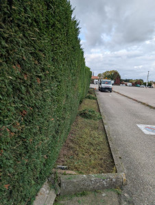 Photo de galerie - Haie de cyprès tailler par mes soins 