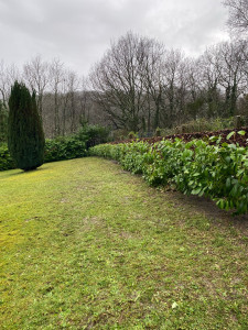 Photo de galerie - Rabattage d’une haie