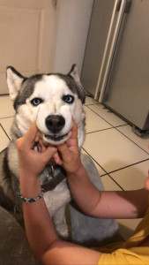 Photo de galerie - Garde chien