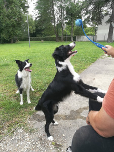 Photo de galerie - Garde chien effectuée