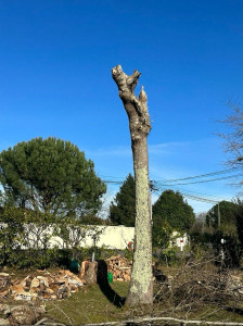 Photo de galerie - élagage arbre 