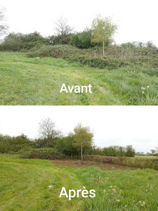 Photo de galerie - Débroussaillage d'un jardin.
AVANT/ APRÈS 
