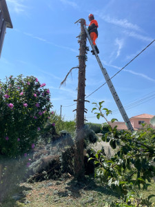 Photo de galerie - Elagage et coupe d'arbres