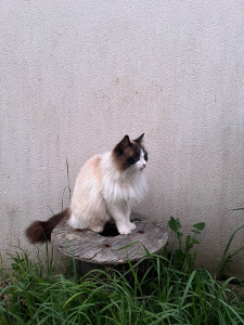 Photo de galerie - Je m’occupe de Pollen régulièrement quand ses maîtres partent en vacances. C’est un chat tellement mignon, j’adore lui rendre visite !