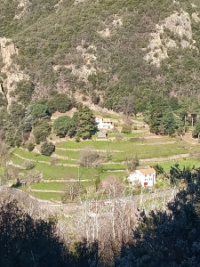 Photo de galerie - Elagage et coupe d'arbres