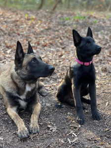 Photo de galerie - Je possède 2 adorables bergers belges malinois très sociables et vous propose de garder votre chien en journée et/soirée, mais également le temps d’un week-end ou pendant les vacances 