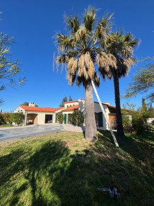 Photo de galerie - Taille d’un palmier d’environ 8 m