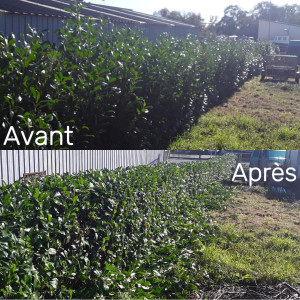 Photo de galerie - Taille d'une haie de laurier palme 
tous les cotés environ 35m de long avec l'évacuation 
