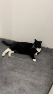 Photo de galerie - Minou garder 2 semaines et demi ☺️