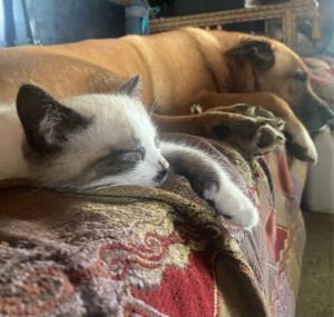 Photo de galerie - Garde animaux