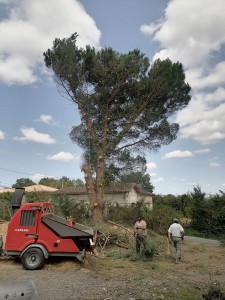 Photo réalisation - Elagage et coupe d'arbres - Théo (Apicem paysage) - Toulouse (Lestang) : Abattage d'un Pin 