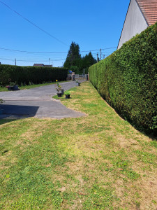 Photo de galerie - Taille de haies de thuyas 