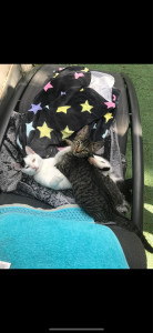 Photo de galerie - Garde chat