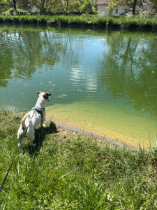 Photo de galerie - Promenade avec un chien