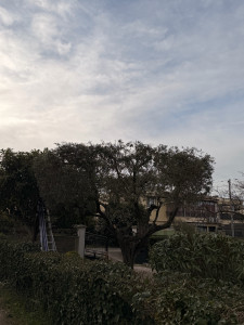 Photo de galerie - Taille d’un Olivier 