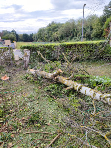 Photo de galerie - Abattage 