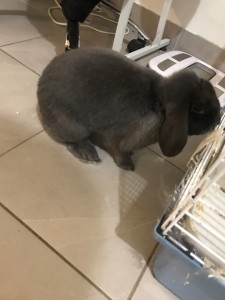 Photo de galerie - Garde animaux