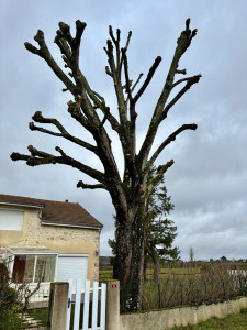Photo de galerie - Taille d’un tilleul 