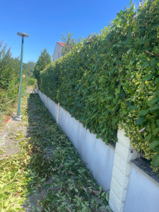 Photo de galerie - Taillage de haie