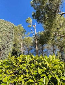 Photo de galerie - Elagage et coupe d'arbres