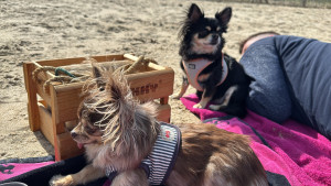 Photo de galerie - Propose de petite services. 