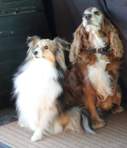 Photo de galerie - Voici Maya et Noisette, deux adorables chiens, un berger shetland et un cocker que j'ai gardé