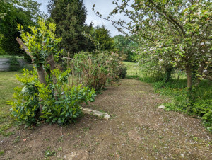 Photo de galerie - Taille de Haie et éclaircie 