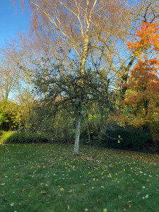 Photo de galerie - Paysagiste - Aménagement du jardin