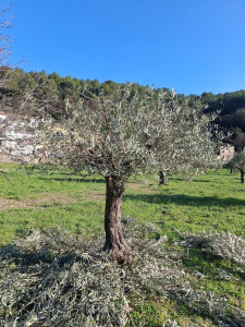Photo de galerie - Elagage et coupe d'arbres