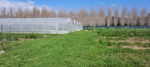 Photo de galerie - Débroussaillage d une parcèle sur terrain agricole