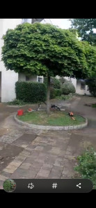 Photo de galerie - Taille de haies et d'arbustes