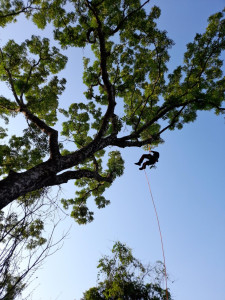 Photo de galerie - Elagage et coupe d'arbres