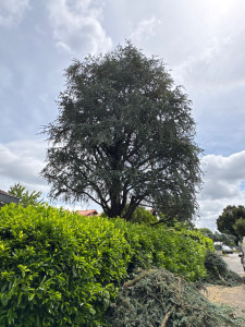 Photo de galerie - Élagage d’un cèdre