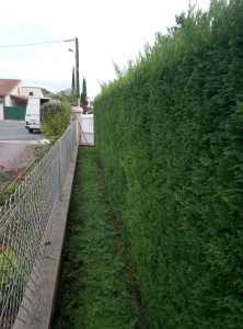 Photo de galerie - Taille de haies et d'arbustes