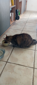 Photo de galerie - Garde chat