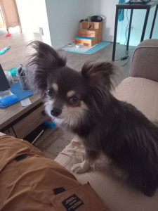 Photo de galerie - Garde chien