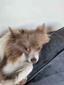 Photo de galerie - Garde chien