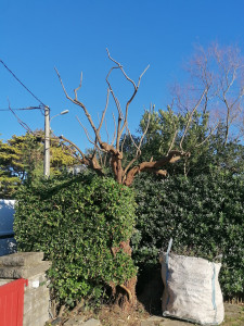 Photo de galerie - Elagage et coupe d'arbres