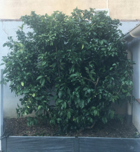 Photo de galerie - Oranger (après taille)