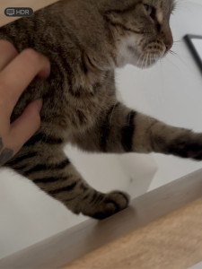 Photo de galerie - Garde chat