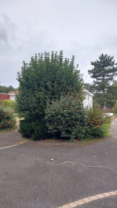 Photo de galerie - Taille de haies et d'arbustes