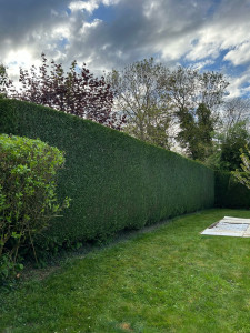 Photo de galerie - Taille de thuyas